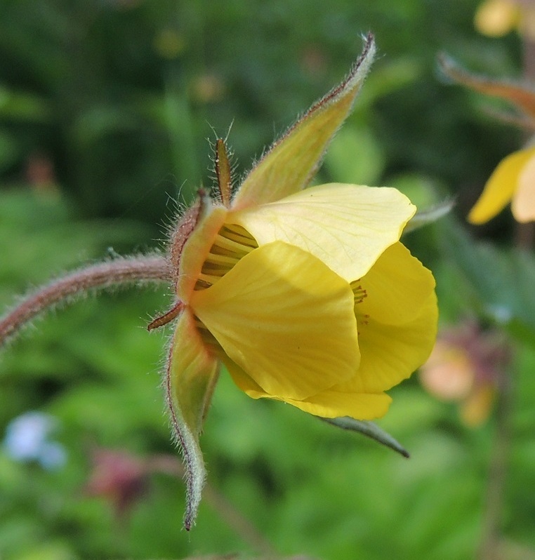 Geum rivale x urbanum - oja- ja kyläkellukan risteymän terälehdet ovat kukan avautumisen jälkeen yleensä ensin pystyt. Verholehdet kääntyvät avautuessaan heti sivulle. 9.6.2014. Copyright Hannu Kämäräinen.