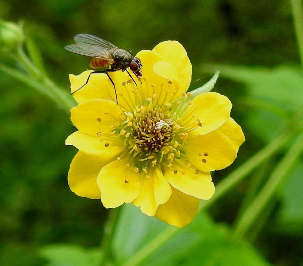 Geum urbanum - kyläkellukalla esiintyy toisinaan kukkia, joissa osa heteistä on muuttunut ylimääräisiksi terälehdiksi. Kukan kuvassa niitä on peräti kolminkertainen määrä eli 15. Yksi noista terälehdistä, joka näkyy teriön oikeassa yläkulmassa muita pienempänä, on hauskalla tavalla välimuotoinen. Se on ikään kuin lisukkeena normaalisti kehittyneen heteen ponnen tyvellä. Kuvan kerrottu teriö on tavallista teriötä kookkaampi, läpimitaltaan 20 mm. Kookas kukka saakin kärpäsen keskittyneen ja kuvaajastakaan häiriintymättömän huomion. Erilaiset kärpäset ovat kyläkellukan pääpölyttäjiä. A, Finström, Bastö, koilliskulma, Ekudden, tammi- ja saarnivaltainen niemi, 10.6.2024. Copyright Hannu Kämäräinen.