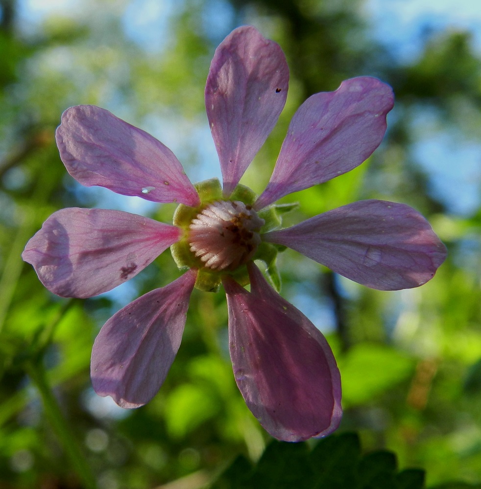 Rubus arcticus - mesimarjarjan terälehtien määrä vaihtelee yleensä kuudesta yhdeksään. Kuvan kukka on tuottanut kahdeksan terälehteä. EH, Hämeenlinna, Majalahti, Hirsimäki, Näsiäntien ja maakaasulinjan välinen sekametsä, 30.5.2011.Copyright Hannu Kämäräinen.