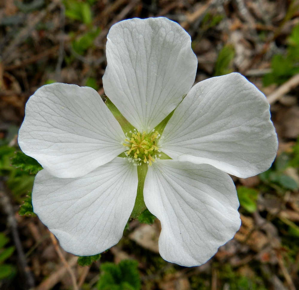 Rubus chamaemorus - muuraimen emikukassa valkoiset heteet kyllä näkyvät, mutta jäävät kehittymättömiksi. Terälehdet ovat lähinnä leveän vastapuikeat tai leveänsoikeat, hieman lantto- tai pyöreähköpäiset ja kapeatyviset. Ne ovat tavallisesti noin 10-15 mm pitkät ja leveimmältä kohtaa noin 7-12 mm leveät. 1.6.2012.Copyright Hannu Kämäräinen.