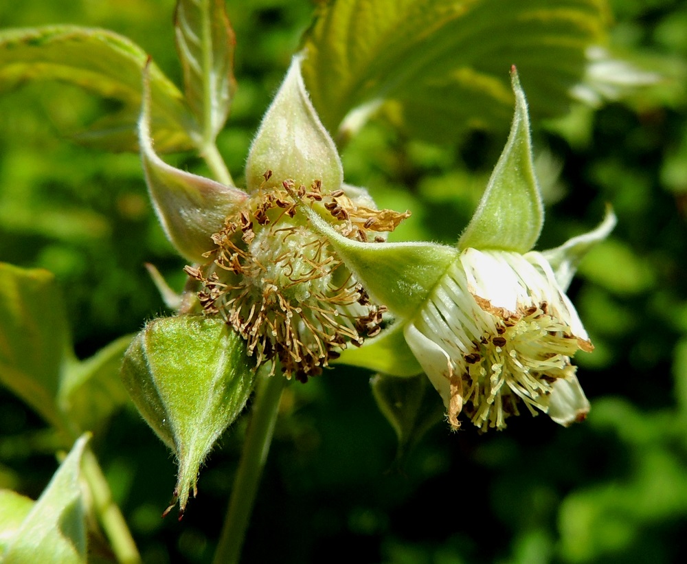 Rubus idaeus - (puna)vadelman kukassa on viisi verholehteä. Ne ovat kukintavaiheessa sivulle siirottavat, puikean kolmiomaiset, pitkäsuippuisen teräväkärkiset ja vihreät tai harmaanvihreät sekä molemmin puolin tiheäkarvaiset. Pituutta niillä on tavallisesti noin 5-12 mm ja leveyttä tyveltä noin 2-4 mm. Heteitä on paljon. Niiden palhot ovat valkoiset ja noin 3-4 mm pitkät. Sikiäin on karvainen. Myös emejä on paljon, ja niiden vartalot ovat noin 2-4 mm pitkät. EH, Hämeenlinna, Ahvenisto, Ahvenistontien ja Liivuorentien kulmauksessa olevan niityn laita harjun tyvimetsikön rajassa, 11.6.2016. Copyright Hannu Kämäräinen.