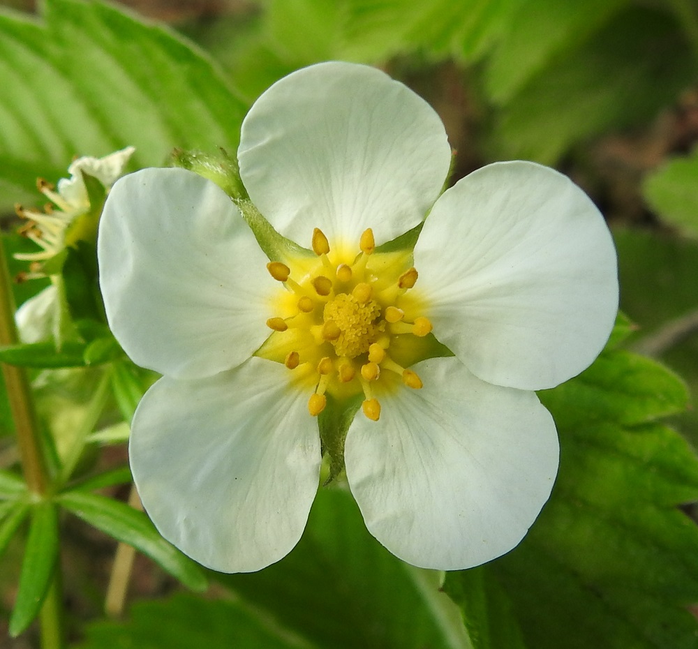 Fragaria moschata - ukkomansikan hedekukissa (kuvassa) emiö jää heikosti kehittyneeksi. Heteitä on yleensä noin 15-20. Palhot ovat keltaiset tai kellanvalkoiset ja noin 2,5-3,5 mm pitkät. Ponnet ovat keltaiset, noin 1-1,2 mm pitkät ja kuihtuvat siitepölyn luovuttamisen jälkeen ruskeiksi. EH, Hämeenlinna, Sairio, harvakseen puustoinen, ruohikkopohjainen rinnealue Rautatienkadun ja Antinkujan kulmauksessa, 29.5.2024. Copyright Hannu Kämäräinen.