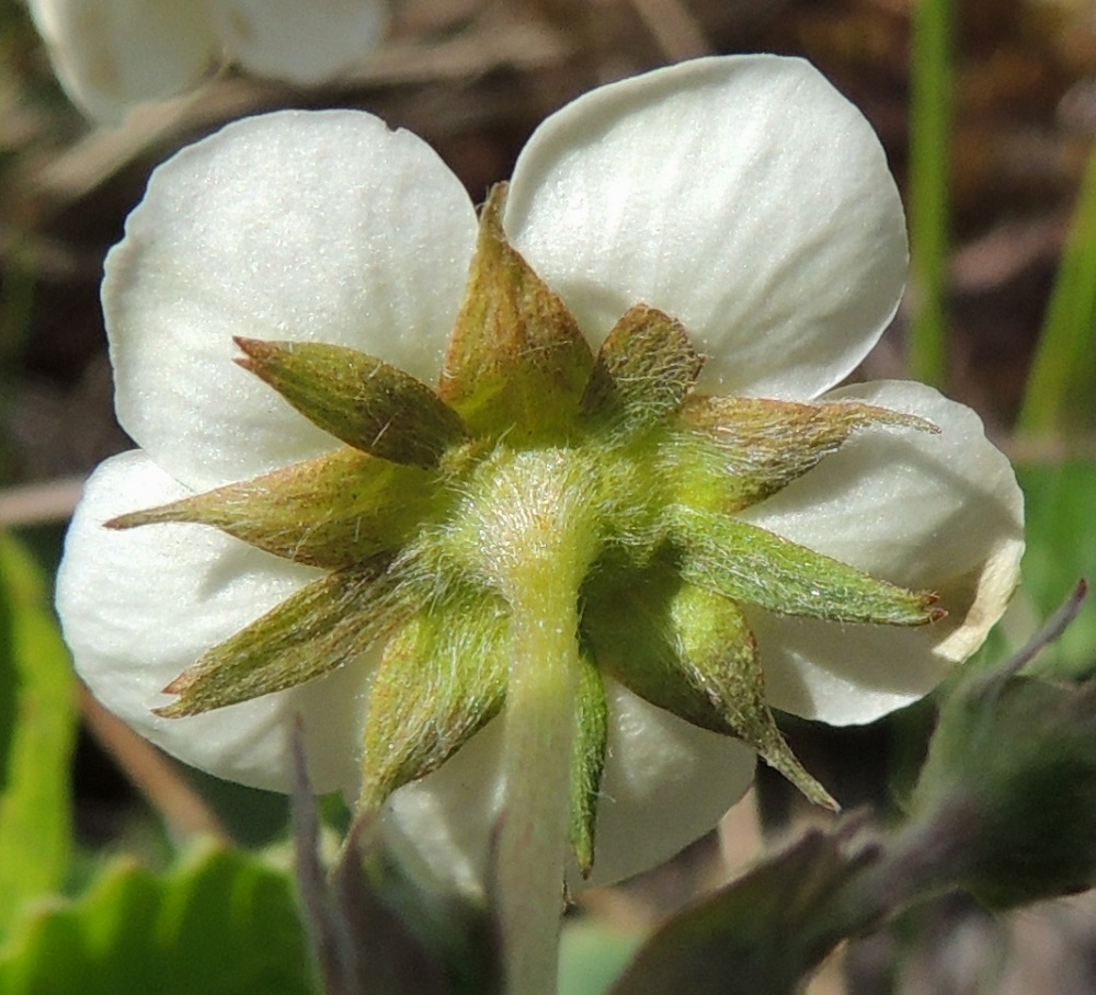 Fragaria vesca - ahomansikan kukat ovat ulkoverhiöllisiä. Varsinaisia verholehtiä on viisi. Ne ovat puikeat, pitkäsuippuisen teräväkärkiset ja tavallisesti noin 3-5 mm pitkät sekä leveimmältä kohtaa noin 2-3 mm leveät. Myös ulkoverhiön lehtiä on viisi. Ne ovat suikeat, suunnilleen varsinaisten verholehtien mittaiset ja yleensä noin 1-1,5 mm leveät. Kaikki verholehdet ovat molemmin puolin myötäkarvaiset. U, Hanko, Tvärminne, Tvärminneöhön vievän J. A. Palménintien laitakallio Byviken-lahden pohjukan länsipuolella, 30.5.2015. Copyright Hannu Kämäräinen.