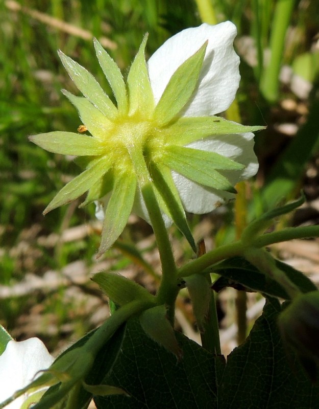 Fragaria virginiana - virginianmansikan kukat ovat ulkoverhiöllisiä. Varsinaisia verholehtiä on useimmiten viisi. Ne ovat kapeanpuikeat, pitkäsuippuisen teräväkärkiset ja tavallisesti noin 8-10 mm pitkät sekä leveimmältä kohtaa noin 2,5-3 mm leveät. Myös ulkoverhiön lehtiä on enimmäkseen viisi. Ne ovat suikeat, yleensä noin 7-9 mm pitkät ja leveimmältä kohtaa noin 1,5-2 mm leveät. Verholehdet ovat vihreät ja molemmin puolin myötäkarvaiset. Kuvan kukassa molempia verholehtiä on terälehtimäärän mukaisesti kuusi. Poikkeuksellisesti yksi lisäverhiön lehti on kärjestään kaksihaarainen ja toinen on jakautunut tyveen saakka kahteen liuskaan. Kukkaperä on tavallisesti noin 10-30 mm pitkä ja yläviistoon tai myötäisesti karvainen. Sen tyvellä on tukilehti, joka on lähinnä suikea, teräväkärkinen ja noin 5-10 mm pitkä. 7.6.2015. Copyright Hannu Kämäräinen.