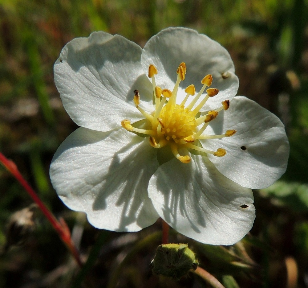 Fragaria viridis - karvamansikan kukassa on yleensä noin 15-20 hedettä (kuvan kukassa niitä on 19). Palhot ovat valkoiset ja noin 2-3 mm pitkät. Ponnet ovat keltaiset, noin 1 mm pitkät ja kuihtuvat siitepölyn luovuttamisen jälkeen ruskeiksi. Emejä on paljon, ja niiden vartalot ovat keltaiset sekä luotit lyhyet ja hieman vartaloa leveämmät. Vartalo luotteineen on noin 1 mm pitkä. 11.6.2014. Copyright Hannu Kämäräinen.