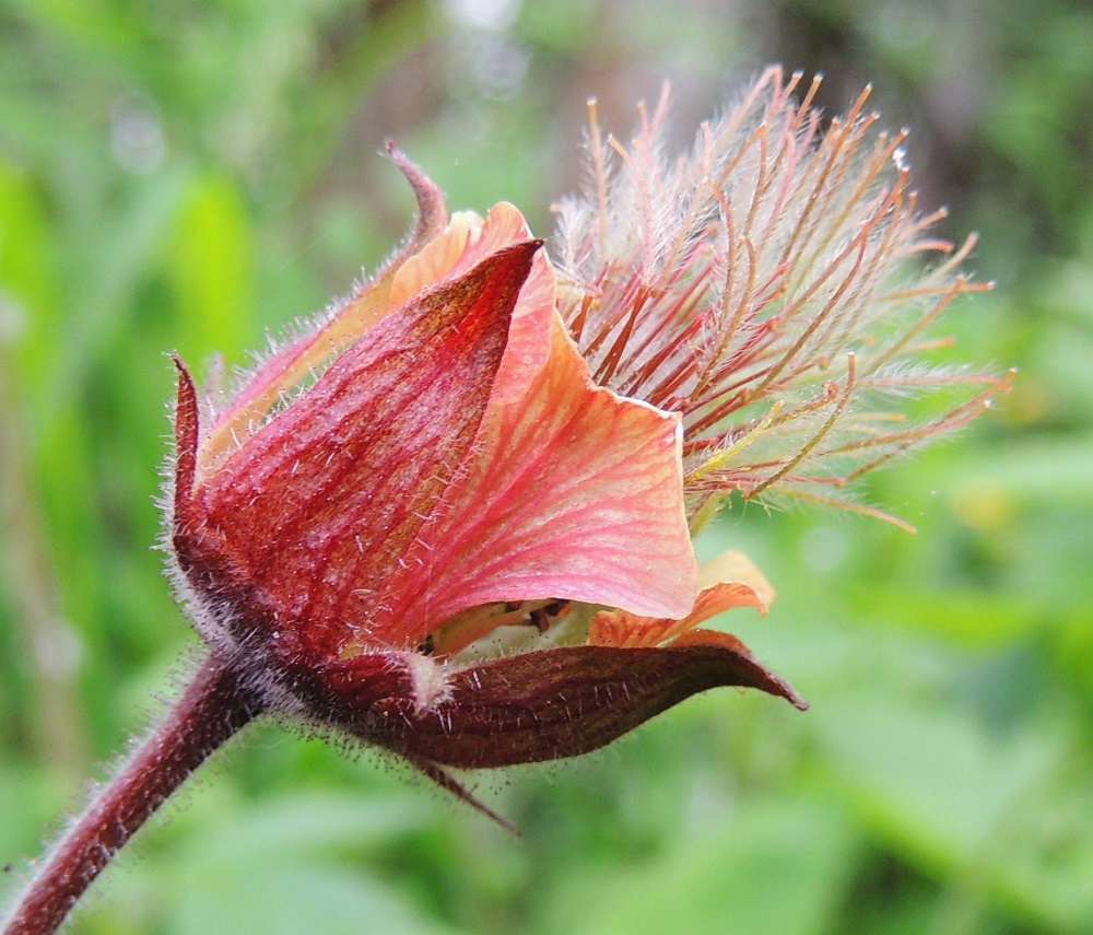 Geum rivale - ojakellukan terälehdet ovat noin 8-15 mm pitkät ja kärkiosastaan noin 7-10 mm leveät. Ne jäävät verholehtiä lyhyemmiksi tai yltävät hieman niitä pitemmälle. Niiden suonitus on perusväriä tummempi. Kukat ovat ulkoverhiöllisiä. Varsinaisia verholehtiä on viisi. Ne ovat kolmiomaiset tai puikeat, teräväkärkiset ja tavallisesti noin 8-15 mm pitkät sekä leveimmältä kohtaa noin 4-6 mm leveät. Myös ulkoverhiön lehtiä on viisi. Ne ovat suikeat, yleensä noin 3-7 mm pitkät ja noin 1-1,5 mm leveät. Kaikki verholehdet ovat punaruskeat, harvoin vihreäsävyiset ja karvaiset sekä nystykarvaiset. A, Lemland, eteläpää, Björkö, Grillskärin niemi, niemen kärkeen vievän tien varrella oleva niittylaikku, 1.6.2013. Copyright Hannu Kämäräinen.