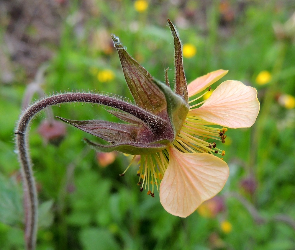 Geum rivale x urbanum - oja- ja kyläkellukan risteymän kukkaperä on karvainen sekä nukka- ja nystykarvainen. Verholehdet ovat usein kyläkellukan tavoin taakäänteisesti teriöstä poispäin. Terälehtien muoto tulee tavallisesti ojakellukalta. Kuvan teriössä mukana on tullut myös punertavaa värisävyä. 9.6.2014. Copyright Hannu Kämäräinen.