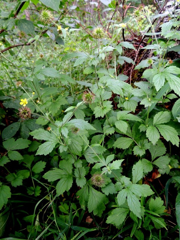 Geum urbanum - kyläkellukan normaali kukinta-aika yltää toukokuun loppupuolelta elokuulle. Samaan aikaan, kun osa kukista on jo hedelmävaiheessa, varsiin kehittyy uusia kukintohaaroja ja niihin avautuu uusia kukkia. U, Helsinki, Torpparinmäki, asuinalueen keskellä oleva kallioinen metsäalue, länsilaita, 8.7.2013. Copyright Hannu Kämäräinen.