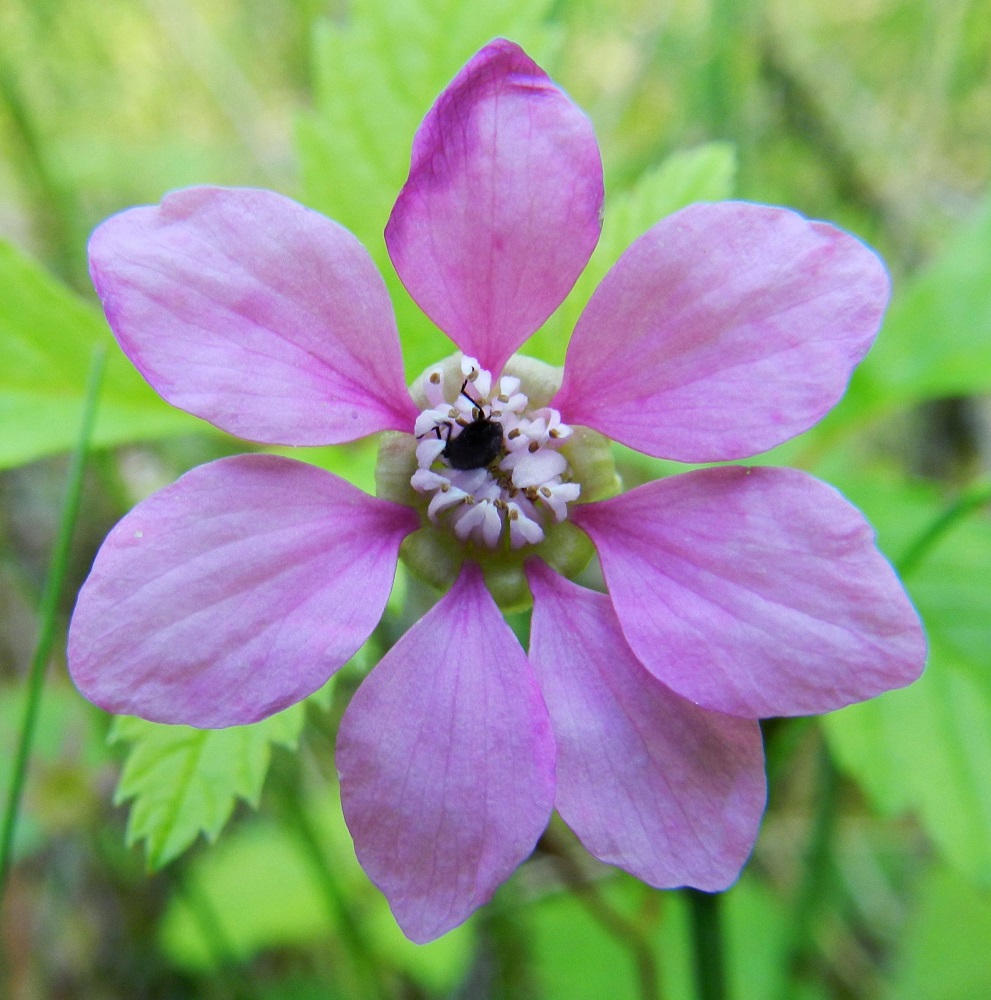 Rubus arcticus - mesimarjan terälehdet ovat useimmiten noin 7-12 mm pitkät ja leveimmältä kohtaa noin 4-7 mm leveät. Heteitä on paljon, ja palhot ovat valkoiset tai punertavat, sisään päin kiertyneet ja noin 2-4 mm pitkät. Ponnet ovat keltaiset ja noin 0,3-0,4 mm pitkät. Emejä on paljon, ja niiden lyhyt vartalo luotteineen jää kokonaan piiloon ylle kaartuvien heteiden alle. Kuvassa kovakuoriainen on tunkeutunut heteiden läpi kukan sisään. EH, Hämeenlinna, Luolaja, Hattelmalanjärven rantasuo lintutornin kohdalla, 27.6.2011.Copyright Hannu Kämäräinen.