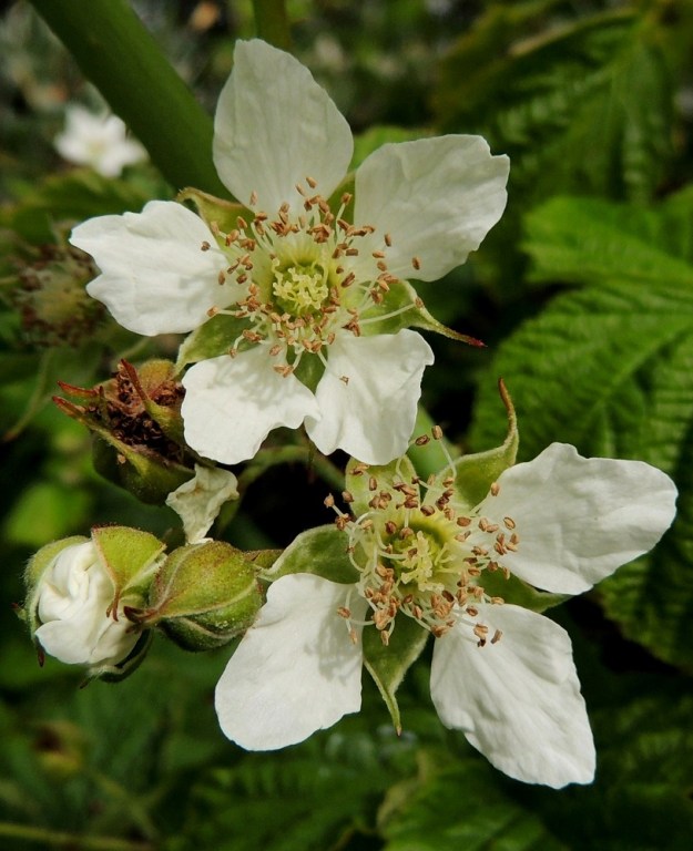 Rubus caesius - sinivatukan terälehdet ovat verholehtiä pitemmät, lähinnä leveänsoikeat, pyöreähköpäiset ja kapenevat jyrkästi kiilamaisesti suippenevaksi tyviosaksi eli kynneksi. Pituutta niillä on tavallisesti noin 9-12 mm ja leveyttä leveimmältä kohtaa noin 5-8 mm. Kukkivaa sinivatukkaa ei sotke (puna)vadelmaan, jonka terälehdet ovat pystyt ja aika huomaamattomat huomion kiinnittyessä sivulle siirottaviin, kookkaampiin verholehtiin. A, Lemland, Styrsön ja Maarianhaminan rajan välinen pikkusaarten ryhmä, Tunngrund, jonka Järsön maantie ylittää, rantapensaikon laita, 13.6.2014. Copyright Hannu Kämäräinen.