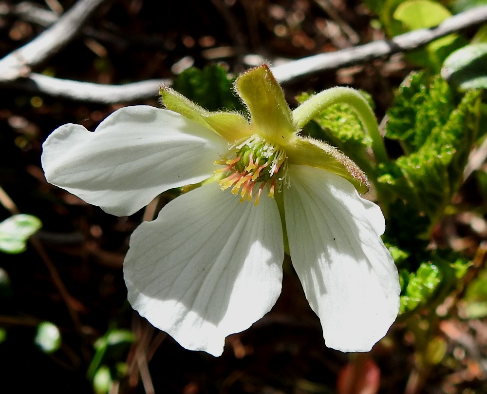Rubus chamaemorus - muuraimen kukassa on sikiäimiä ja emejä paljon. Tämä muodostaa lähtökohdan myös hedelmän rakenteelle. Sikiäimet ovat kaljut ja näkyvät kuvassa vihreinä. Emin vartalo on keltainen tai punertava ja noin 2-3 mm pitkä. Luotti on lyhyt ja hieman vartaloa leveämpi. 1.6.2022.Copyright Hannu Kämäräinen.