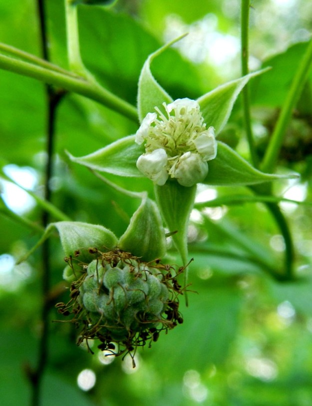 Rubus idaeus - (puna)vadelman juuri avautuneen kukan kehitys marjavaihetta kohti näkyy hyvin oheisesta kuvasta. Hyönteispölytyksen jälkeen monilukuisen emiön sikiäimet alkavat nopeasti paisua kohti vadelmalle tyypillistä, marjamaista muotoa. EH, Hämeenlinna, Keinusaari, Varikonniemen laitametsikkö radan varressa, 29.6.2012. Copyright Hannu Kämäräinen.