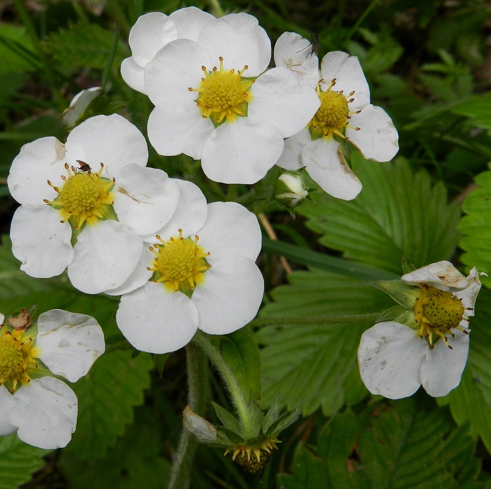 Fragaria moschata - ukkomansikan emejä on paljon, ja niiden vartalot ovat keltaiset sekä luotit lyhyet ja hieman vartaloa leveämmät. Emikukissa (kuvassa) vartalo luotteineen on noin 1-1,5 mm pitkä. Niissä heteet jäävät vaillinaisiksi, ja palho on vain noin 1 mm pitkä, eikä ponsiin kehity kunnollista siitepölyä. EH, Hämeenlinna, Luhtiala, Aulangon-Heikkilän tien kaakkoispäästä jatkuvan metsätien laita, 23.6.2012. Copyright Hannu Kämäräinen.