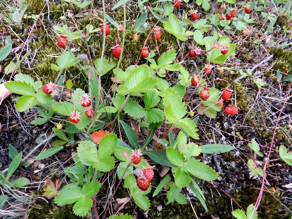 Fragaria vesca - ahomansikka on nimensä mukaisesti avoimien ahojen ja ketojen kasvi. Punaisia marjoja hehkuvat ahot ovat jo aikaa sitten jääneet historiaan, ja ahomansikkaa, kuten monia muitakin lajeja, niukentaa jatkuva kasvupaikkojen umpeenkasvu. Kaikenlaiset piennaralueet tarjoavat jonkinlaista korviketta. Paras satokausi on heinäkuussa. ES, Kouvola, Utti, valtatie 6:n laide Utin lentoaseman tasalla, 11.7.2012. Copyright Hannu Kämäräinen.
