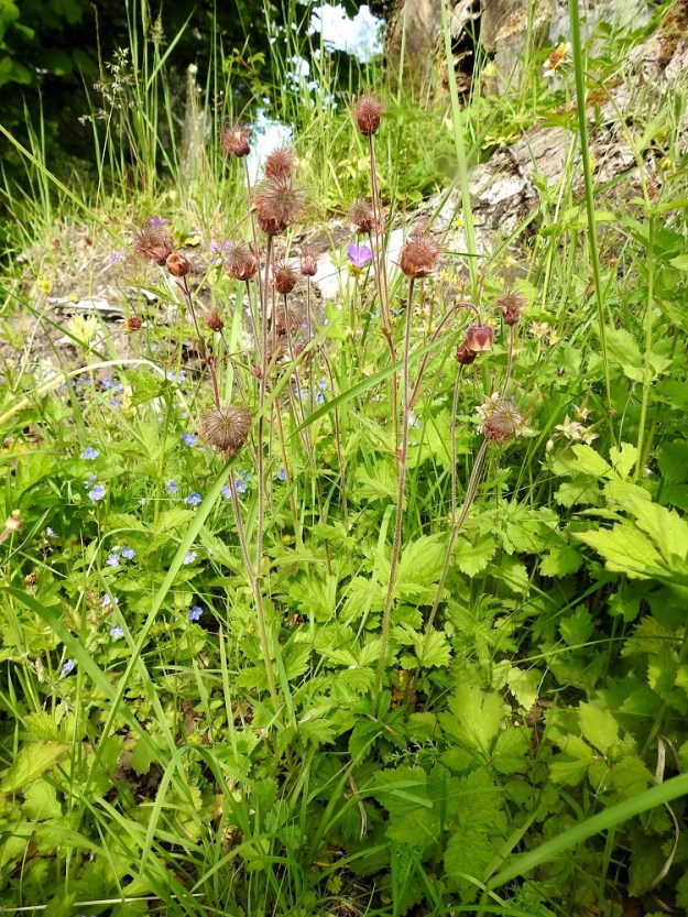Geum rivale - ojakellukan kukinto suoristuu hedelmävaiheessa ja kukat kääntyvät pystyyn. Kuvassa ovat seuralaisina mm. nurmitädyke, Veronica chamaedrys ja oikeassa laidassa sukulaislaji kyläkellukka, Geum urbanum. A, Lemland, eteläpää, Björkö, Grillskärin niemen tyvi, Herrövägenin ja Grillskär-nimisen tien kulmauksessa oleva hevoshaka, 11.6.2024. Copyright Hannu Kämäräinen.
