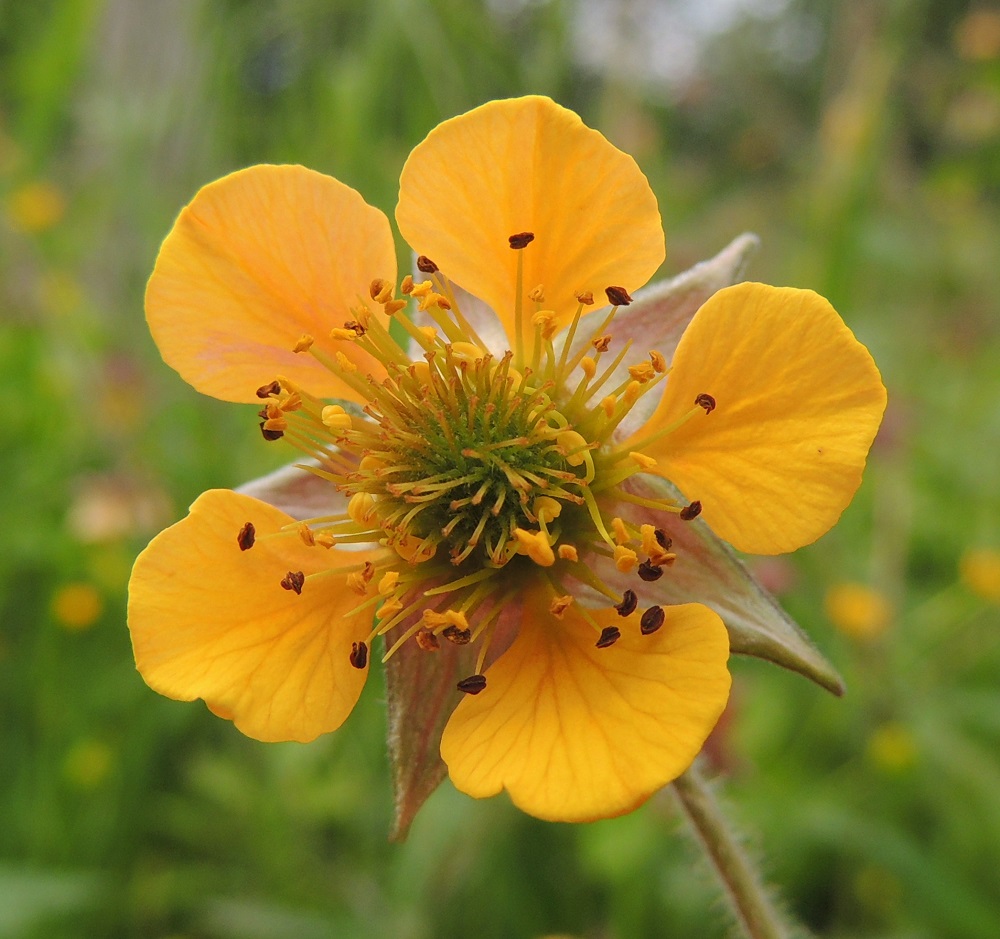Geum rivale x urbanum - oja- ja kyläkellukan risteymän teriö on yleensä noin 25-30 mm leveä. Terälehdet ovat lähinnä pyöreämuotoisen tai hieman kulmikkaan vastapuikeat ja pitkäksi, kapeaksi tyviosaksi eli kynneksi suippenevat. Heteitä ja emejä on paljon. Heteiden palhot ovat keltaiset tai kellanvalkoiset ja noin 3-5 mm pitkät. Ponnet ovat keltaiset, täysin kehittyneet ja noin 1-1,2 mm pitkät. Ne muuttuvat ruskeiksi siitepölyvaiheen jälkeen. Emin vartalot ovat kaksiosaiset ja kukintavaiheessa kellanvaaleat sekä noin 2-5 mm pitkät. Niiden päässä on lyhyt ja noin vartalon paksuinen luotti. 9.6.2014. Copyright Hannu Kämäräinen.