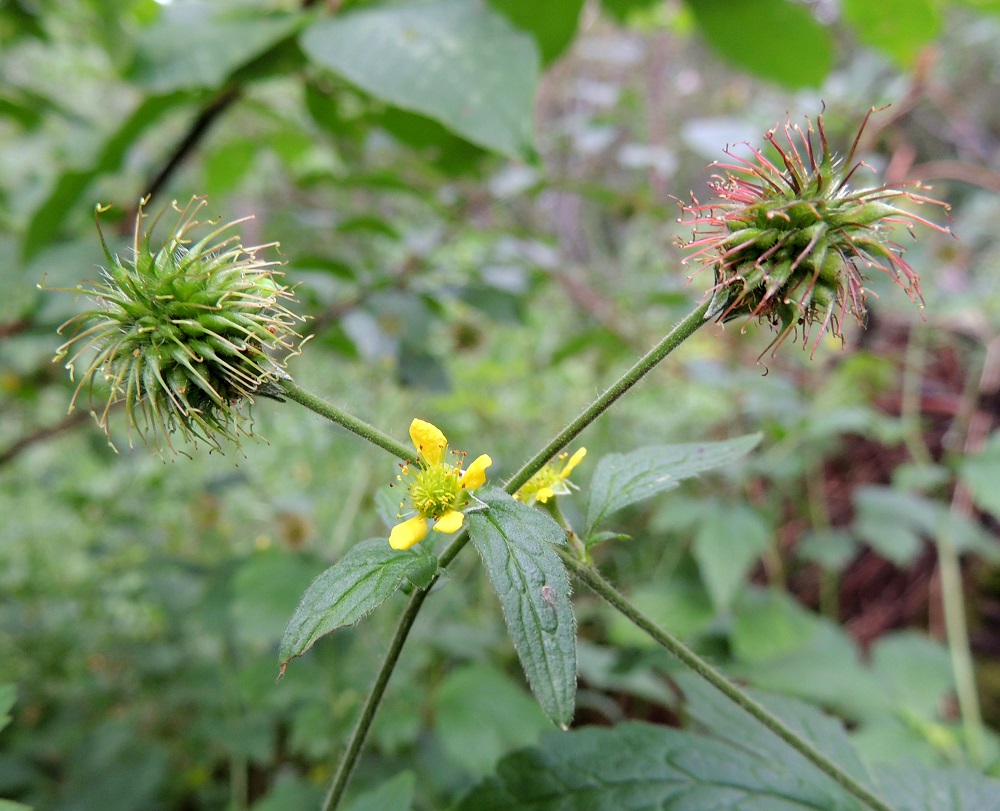 Geum urbanum - kyläkellukan kukintohaarojen ylimmät hankalehdet ovat yksilehdykkäiset ja muilta ominaisuuksiltaan alempien lehtien lehdyköiden kaltaiset. Hedelmistö on pysty, pallomainen, ja se muodostuu noin 70 pähkylästä. Pähkylöissä kiinni oleva emin vartalo kaartuu alaspäin. Hedelmistön alle ei kehity erillistä, yhteistä emiö- eli hedelmistöperää. U, Helsinki, Torpparinmäki, asuinalueen keskellä oleva kallioinen metsäalue, länsilaita, 8.7.2013. Copyright Hannu Kämäräinen.