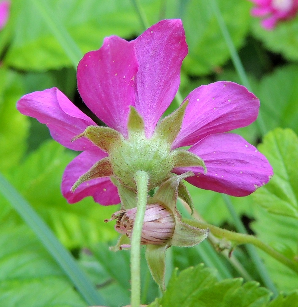 Rubus arcticus - mesimarjan verholehtiä on useimmiten kuudesta yhdeksään. Ne ovat kukintavaiheessa sivulle tai alaspäin suuntautuneet, puikean kolmiomaiset, teräväkärkiset ja vihreät tai punertavat sekä ulkopinnalta pitemmin ja sisäpinnalta lyhyemmin karvaiset ja nystykarvaiset. Pituutta niillä on tavallisesti noin 3-6 mm ja leveyttä leveimmältä kohtaa noin 1,5-2 mm. Kn, Kajaani, Vuolijoki, kirkonkylän itäpuoli, Kajaanin maantien (tie 879) varsi Otanmäen tienhaaran itäpuolella, 11.7.2015. Copyright Hannu Kämäräinen.
