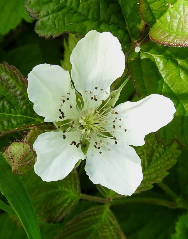 Rubus caesius - sinivatukan kukassa on paljon heteitä. Niiden palhot ovat valkoiset ja noin 4-7 mm pitkät. Aluksi kellertävät, myöhemmin ruskeat ponnet ovat noin 0,7-1 mm pitkät. Sikiäin on kalju tai vähäkarvainen. Myös emejä on paljon, ja niiden vartalot ovat kellertävät sekä noin 3-5 mm pitkät. A, Lemland, Järsö, Söderfjärdenin pitkän, kiemuraisen merenlahden pohjoisosan koillispuolinen rantapensaikkoalue, 13.6.2024. Copyright Hannu Kämäräinen.