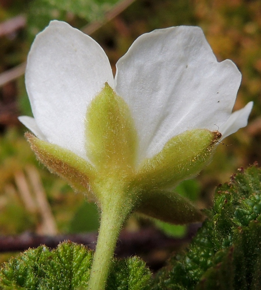 Rubus chamaemorus - muuraimen verholehdet ovat kukintavaiheessa sivulle siirottavat, puikeat, lyhyesti terävä- tai nipukkakärkiset ja vihreät tai kellanvihreät. Ne ovat ulkopinnalta pitemmin ja sisäpinnalta lyhyemmin karvaiset ja nystykarvaiset. Pituutta niillä on tavallisesti noin 6-10 mm ja leveyttä leveimmältä kohtaa noin 3-5 mm. 25.5.2014.Copyright Hannu Kämäräinen.