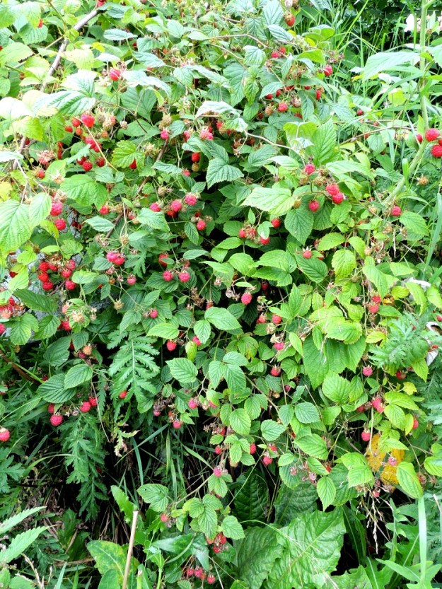Rubus idaeus - (puna)vadelma on suosittu marjakasvi, jolla on vadelman, punavadelman ja vatun lisäksi muitakin, osin murrepohjaisia kutsumanimiä, kuten vatukka, vaapukka, vaarain, vaarama ja hallain. Vadelman marjoja käytetään tuoreeltaan ja pakastettuina. Niistä valmistetaan myös mm. kiisseliä, hilloa ja mehua. Marjoissa on monia terveyttä ylläpitäviä ja edistäviä ainesosia. EH, Hämeenlinna, Majalahti, Louhoksentien varrella oleva maankäsittelyalue, itäpään jo vuosia sitten metsittynyt alarinne, 24.7.2016. Copyright Hannu Kämäräinen.