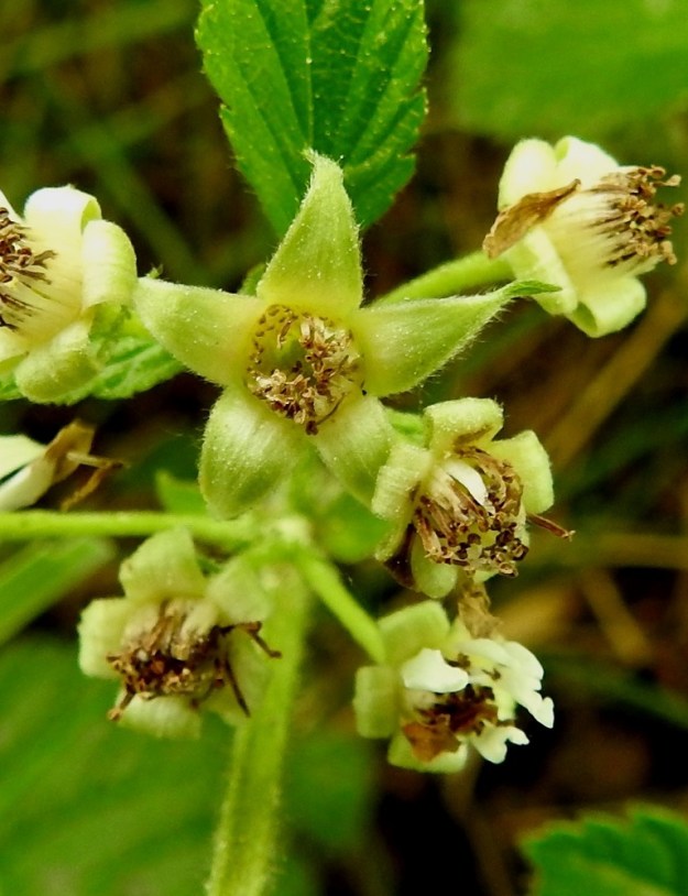 Rubus saxatilis - (euroopan)lillukan verholehtiä on viisi. Ne ovat kukintavaiheessa alaspäin kiertyneet, kolmiomaiset tai kapean kolmiomaiset, teräväkärkiset ja vihreät tai kellanvihreät. Pituutta niillä on tavallisesti noin 3-6 mm ja leveyttä tyveltä noin 1,5-2 mm. EH, Hämeenlinna, Voutila, Myllyoja, Sammontien varren, metsikön laita, 9.6.2020. Copyright Hannu Kämäräinen.