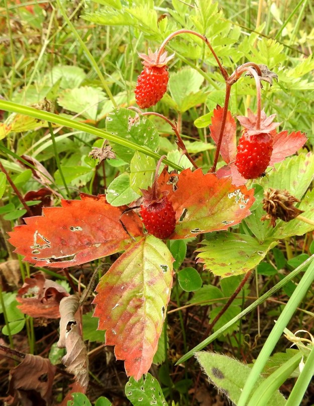Fragaria vesca - ahomansikan onnistuneen kukinnan jälkeen kukkapohjus paisuu kypsänä meheväksi, aromaattiseksi, punaiseksi ja marjamaiseksi pohjushedelmäksi, joka on tavallisesti noin 5-12 mm pitkä ja noin 5-10 mm leveä. "Marjat" riippuvat nuokkuvien periensä kärjessä, ja verholehdet siirottavat sivulle tai ulospäin. Lähilajilla, karvamansikalla, F. viridis, verholehdet ovat hedelmävaiheessa huonosti irtoavan "marjan" sivuilla tiiviisti. ES, Imatra, Vuoksenniska, Kaukopää, Ruokolahdentien varressa olevan kirkon kohdalla oleva entinen puuvarastoalue, joka kehittynyt niityksi, 1.8.2017. Copyright Hannu Kämäräinen.