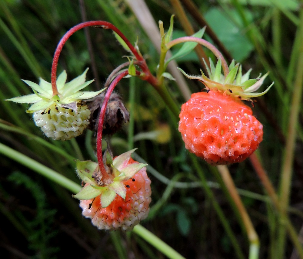 Fragaria virginiana - virginianmansikan hedelmöitynyt kukkapohjus paisuu kypsänä meheväksi, makeaksi, punaiseksi ja marjamaiseksi pohjushedelmäksi, joka on tavallisesti noin 10-20 mm pitkä ja suunnilleen pituutensa levyinen. Pähkylät jakautuvat tiheän tasaisesti "marjan" pinnalle, mutta tyviosasta ne kuitenkin puuttuvat. Pähkylöiden kärjessä säilyy jonkin aikaa kuivunut emin vartalo ja luotti. Verholehdet ovat usein kukinnan jälkeen supussa hetiön ja emiön päällä (kuvassa ruskeaksi kuivunut, hedelmäksi kehittymätön kukka), mutta hedelmävaiheessa voivat myös siirottaa sivulle tai ulospäin. 25.7.2015. Copyright Hannu Kämäräinen.