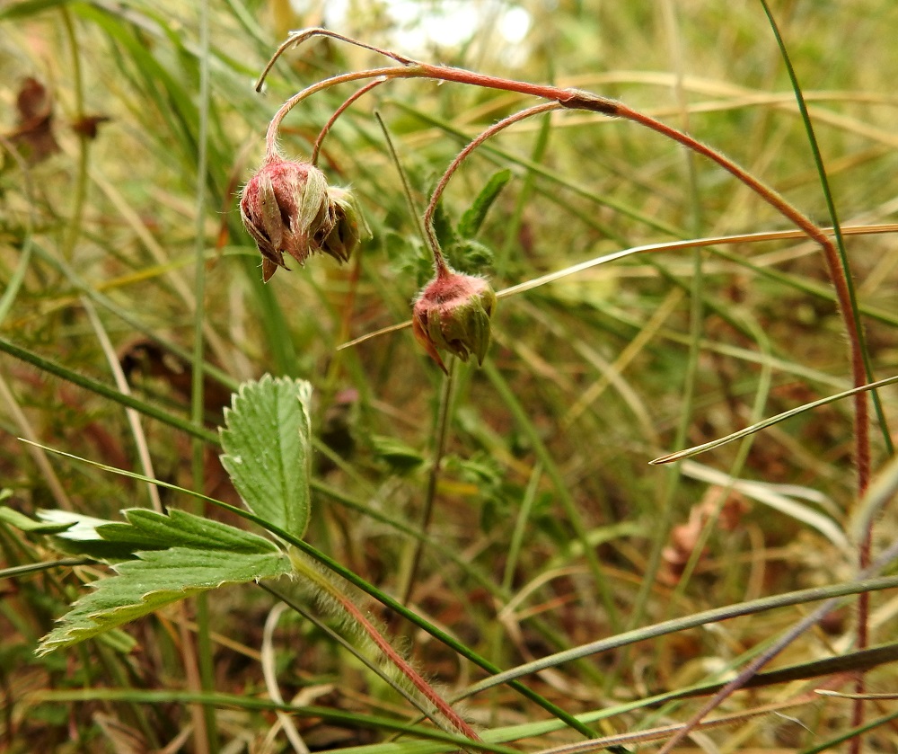 Fragaria viridis - karvamansikan kukinta-aika on touko-kesäkuu. Kuvassa olevalla kasvupaikalla vielä heinäkuun puolivälin lähestyessäkään "marjat" eivät pilkistäneet supussa olevien verholehtien alta. Hedelmien kehittymättömyys on yleistä suomalaisissa kasvustoissa. Osa niistä on pienialaisia ja jopa yhdestä yksilöstä rönsyämällä syntyneitä. Ilmeisesti juuri puuttuvan tai heikon ristipölytyksen vuoksi hedelmiä ei kehity tai ne jäävät muuten puutteellisiksi. A, Lemland, Nåtö, biologisen aseman (Norrgård) päärakennuksen pohjoispuoli, avokallion laiteet lehdesniityllä, luonnonsuojelualue, 11.7.2022. Copyright Hannu Kämäräinen.