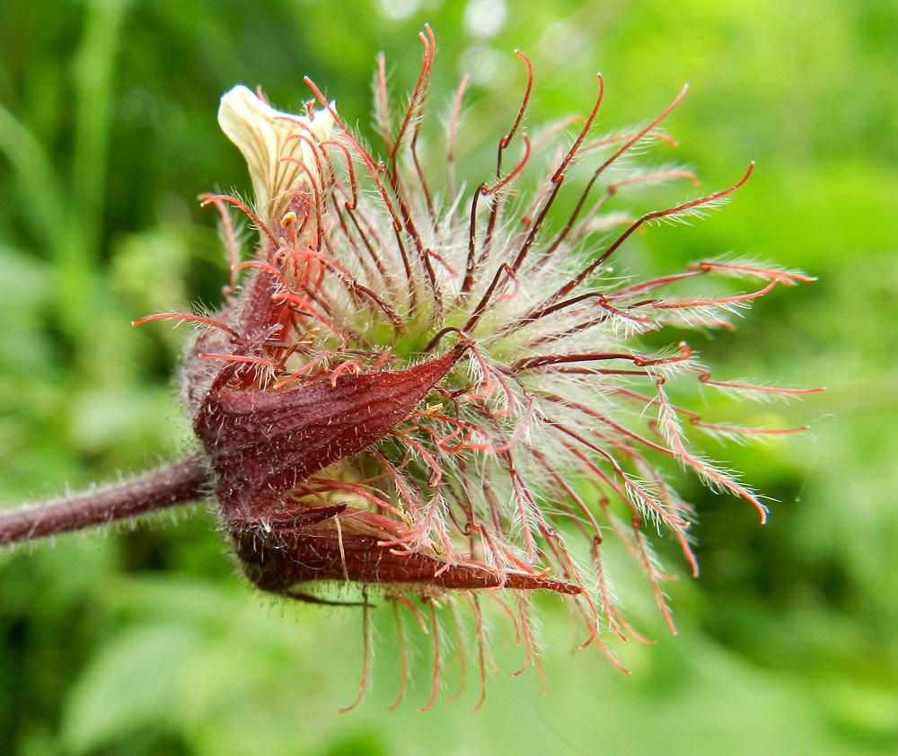 Geum rivale- ojakellukan vartalot ovat kaksiosaiset, hedelmävaiheessa punaruskeat ja pidentyneinä noin 15-20 mm pitkät. Vartalon tyviosan kärjessä on koukkupäinen nivel, johon kiinnittyy ennen pähkylöiden irtoamista kariseva kärkiosa. Sen osuus vartalon koko pituudesta on lopulta noin 4-5 mm. Kärkiosan päässä näkyy kuvassa vaaleampana lyhyt, kuivunut luotti. Vartalon tyviosan alaosa on tiheästi pitkäkarvainen, ja koukkupäinen yläosa on kalju. Vartalon irtoava kärkiosa on tiheäkarvainen. EH, Hämeenlinna, Keinusaari, Varikonniemi, rata-alueen laitaniitty, 30.6.2012. Copyright Hannu Kämäräinen.