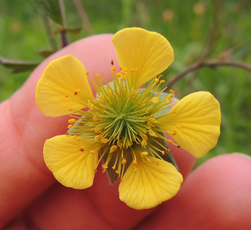 Geum rivale x urbanum - oja- ja kyläkellukan risteymän terälehdet ovat ojakellukan terälehtien kokoluokkaa eli tavallisesti noin 10-13 mm pitkät ja kärkiosastaan noin 7-10 mm leveät. Kyläkellukan terälehdet ovat yleensä vain noin 4-7 mm pitkät ja leveimmältä kohtaa noin 2,5-3,5 mm leveät. Risteymän terälehtien kärki on kyläkellukan tavoin pyöreähkö, kuten edellisessä kuvassa tai enintään vain hieman kaareva, kuten ojakellukalla. Kuvassa on hyvin nähtävissä, kuinka risteymän emin vartalo on tyviosastaan karvainen ja kärkiosastaan kalju. 9.6.2014. Copyright Hannu Kämäräinen.