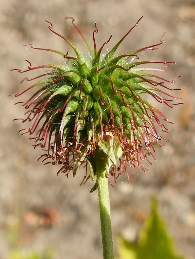 Geum urbanum - kyläkellukan emin vartalo on hedelmävaiheessa noin 7-12 mm pitkä. Sen tyviosa on kalju, ja kärjessä on koukkupäinen nivel, johon kiinnittyy ennen pähkylöiden kypsymistä kariseva kärkiosa, jonka päässä on luotti. Tyviosa on noin neljä kertaa kärkiosan mittainen. Kärkiosa on tyveltään karvainen, ja sen osuus vartalon koko pituudesta on lopulta noin 1,5-2 mm. Pähkylät ovat lähinnä pitkulaiset, kärjestään hieman kaarevat ja pitkäkarvaiset sekä noin 3-6 mm pitkät ja noin 1-1,5 mm paksut. V, Lohja, keskustan luoteispuoli, Pitkäniemen ja Hiidensalmen välissä oleva Kiviniemi, Kiviniemenkadun laide, 7.7.2022. Copyright Hannu Kämäräinen.
