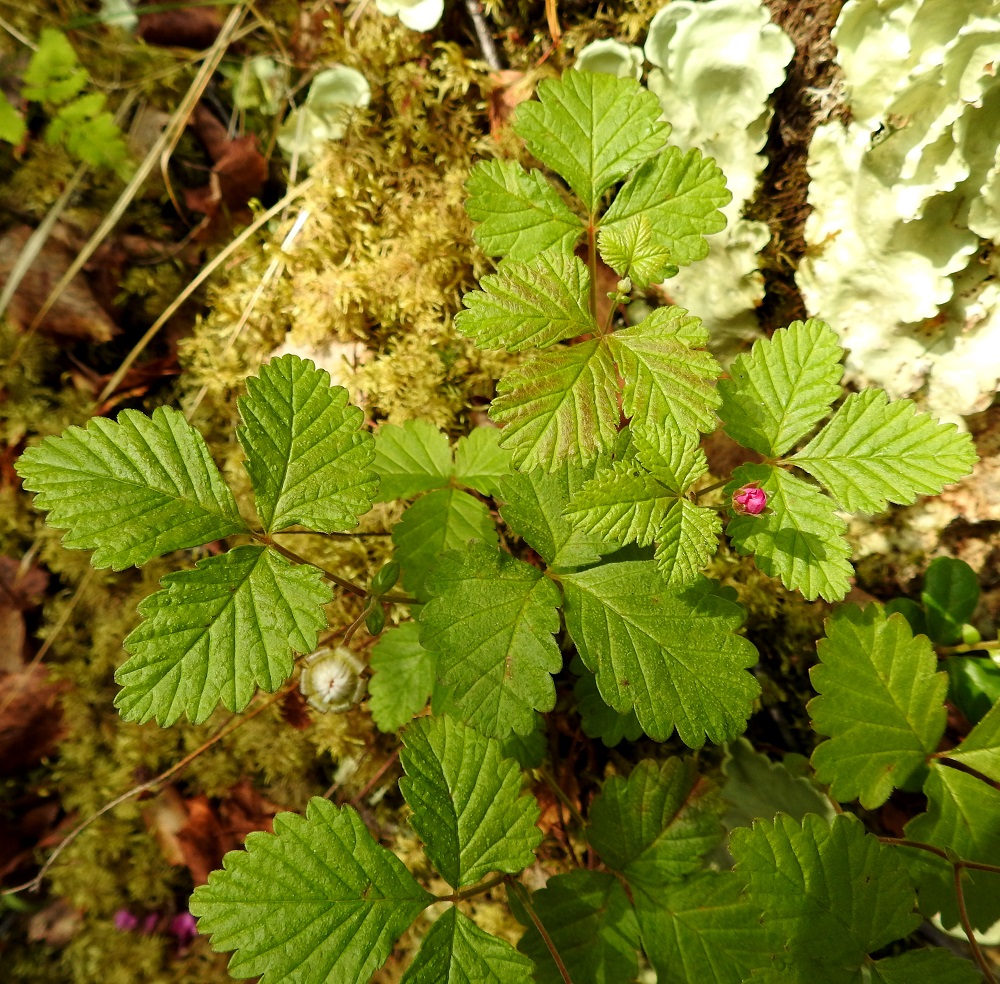 Rubus arcticus - mesimarjan lehtilapa on kolmilehdykkäinen ja yleensä noin 3-6 cm pitkä sekä noin pituutensa levyinen. Kärkilehdykkä on ruodillinen ruodin pituuden vaihdellessa noin välillä 2-15 mm. Sivulehdykät ovat ruodittomat tai ruoti on enintään noin 4 mm pitkä. Ks, Kuusamo, Oulangan kansallispuisto, Kitkanniemi, Ahvenperänvaaran jyrkät rinteet Kitkajoen yläpuolella, sammalpeitteinen kivilouhikko, 11.7.2019. Copyright Hannu Kämäräinen.