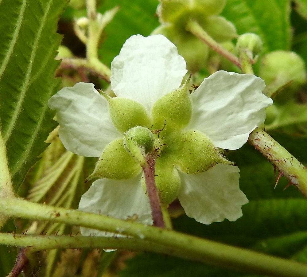 Rubus caesius - sinivatukan kukassa on viisi verholehteä. Ne ovat kukintavaiheessa sivulle siirottavat, puikeat, pitkäsuippuisen terävä- tai otakärkiset ja vihreät tai harmaanvihreät sekä molemmin puolin tiheäkarvaiset. Pituutta niillä on tavallisesti noin 6-10 mm ja leveyttä leveimmältä kohtaa noin 2-4,5 mm. A, Lemland, Nåtö, biologisen aseman päärakennuksen pohjoispuolinen, kallioinen, lehdesniitty, luonnonsuojelualue, 11.7.2022. Copyright Hannu Kämäräinen.