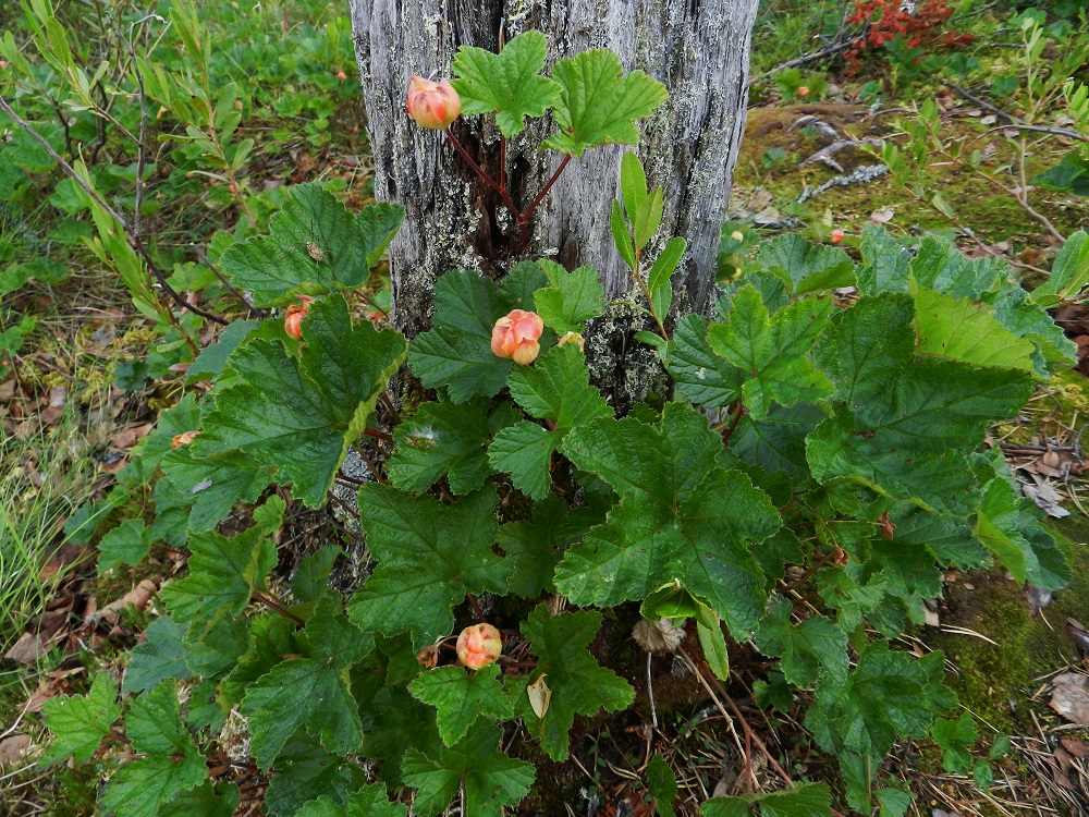 Rubus chamaemorus - muuraimen lehtilapa on lähinnä pyöreähkön munuaismainen ja useimmiten viisiliuskainen. Lehtiruoti on yleensä noin 1-5 cm pitkä. Hedelmä on ennen kypsymistään pystyyn kääntyneiden verholehtien suojassa. Tarkkaan seuratun, arvokkaan marjakasvin tällekin sadon kehitysvaiheelle on annettu omia nimiä. Sen sanotaan olevan supussa tai tupessa. Kun marja alkaa punertua, se on mm. muuraimella tai pohjoisimmassa Suomessa tällöin hillat nauravat. Kn, Suomussalmi, Kotiranta, Raatteentie noin 1 km Raatteenportista itään, tien varressa oleva venäläisten joukkohauta-alue suon laiteessa, 10.7.2011. Copyright Hannu Kämäräinen.