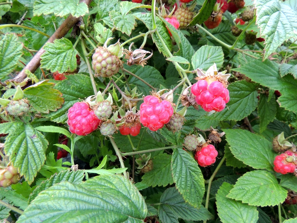 Rubus idaeus - (puna)vadelman hedelmä on monen pienen yhteenkasvaneen luumarjan muodostama kerrannainen luumarja, joka on kypsänä punainen tai harvoin keltainen. Se on mehukas, maukas ja pehmeä. Pitemmän kukinta-ajan johdosta marjat kypsyvät vaiheittain ja niitä voidaan poimia samoista pensaista useita kertoja. Vadelma on myös suosittu viljely- ja puutarhakasvi. EH, Hämeenlinna, Majalahti, Louhoksentien varrella oleva maankäsittelyalue, itäpään jo vuosia sitten metsittynyt alarinne, 24.7.2016. Copyright Hannu Kämäräinen.
