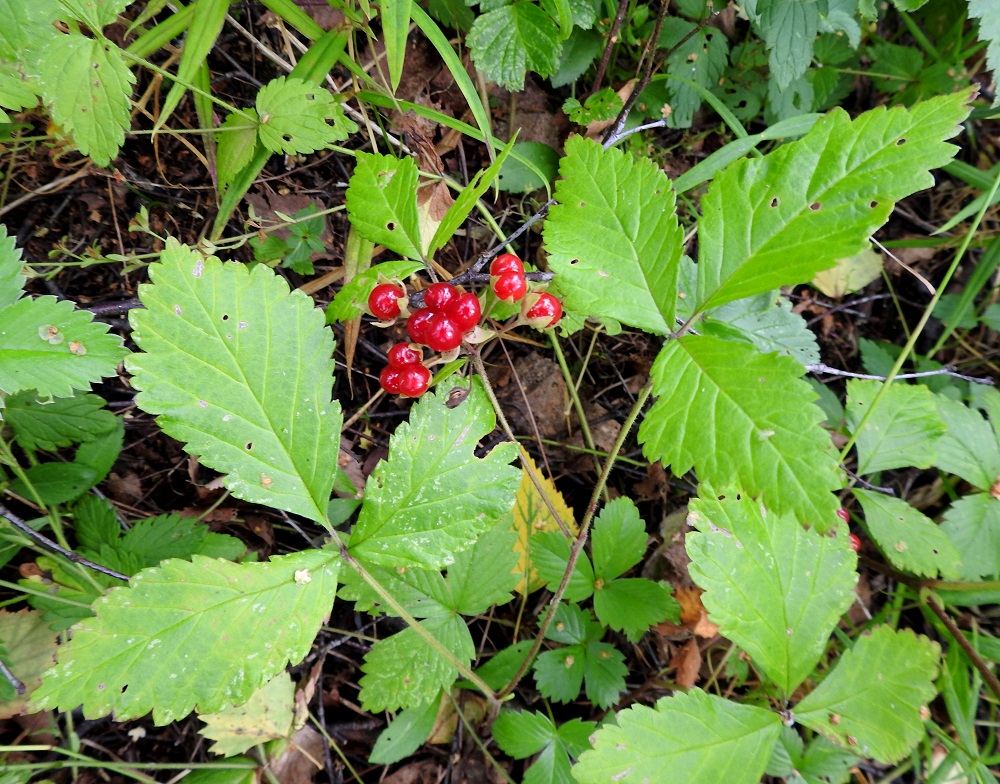 Rubus saxatilis - (euroopan)lillukan sikiäimistä kehittyy pienten, pyöreiden luumarjojen muodostama kerrannaisluumarja, jossa on yleensä enintään kuusi osamarjaa. Aika usein pikkumarjat voivat olla yksittäinkin. EK, Kotka, Tiutinen, Hallan ja Tiutisen saaria yhdistävän tekokannaksen eteläpää, koivuvaltainen lehtimetsä. 6.8.2020. Copyright Hannu Kämäräinen.