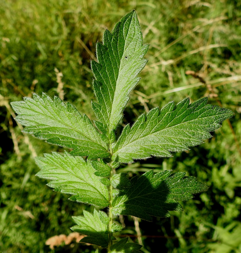 Agrimonia eupatoria - maarianverijuuren kärkilehdykän muoto ja koko eivät poikkea sen alapuolisesta lehdykkäparista. Lehdykät ovat kapeahkon soikeat tai puikeahkot ja ylemmissä lehdissä myös suikeahkot sekä laidoiltaan tyveen saakka isohampaiset. Ne ovat lavan alimpia lehdyköitä lukuun ottamatta tavallisesti noin 2-7,5 cm pitkät ja leveimmältä kohtaa noin 1-3 cm leveät. Yläpinta on lähinnä tummanvihreä ja pinnanmyötäisesti lyhytkarvainen (karvoitus näkyy kuvassa parhaiten oikeanpuoleisten lehdyköiden kärkiosassa). 10.7.2022. Copyright Hannu Kämäräinen.