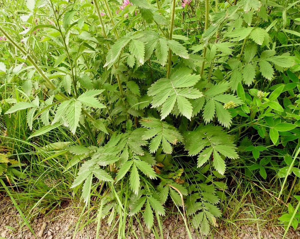 Agrimonia procera - tuoksuverijuuren lehdet ovat päätöpariset, ja niissä on tavallisesti kolmesta kuuteen lehdykkäparia, joiden koko pienenee tyveä kohti. Joskus lehdykkäpareja voi olla hieman enemmänkin. Kuvassa alimpana näkyvässä lehdessä niitä on seitsemän. Lehtilavan pituus vaihtelee noin välillä 10-25 cm. 12.7.2017. Copyright Hannu Kämäräinen.