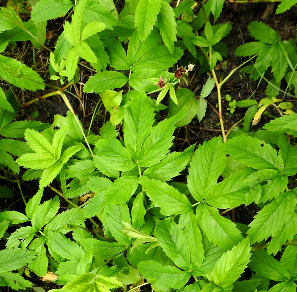 Comarum palustre - (suo)kurjenjalan lehdet ovat ruodilliset ja päätöpariset. Varren tyviosassa olevien lehtien ruoti on yleensä noin 5-12 cm pitkä, tyveltään levenevä ja sepivän tuppimainen. Lehtilavoissa on kärkilehdykän lisäksi kahdesta kolmeen lehdykkäparia, paitsi ylemmissä kukintohaarojen hankalehdissä on usein vain yksi lehdykkäpari. Lehtilapa on tavallisesti noin 5-15 cm pitkä. EH, Hämeenlinna, Loimalahti, Hirsimäki, Menninkäisentien päästä lähtevän kevyenliikenteenväylän ja metsikössä kulkevan väylän risteyksen kohdalla olevan, pikkulammikon rannat, 4.7.2020. Copyright Hannu Kämäräinen.