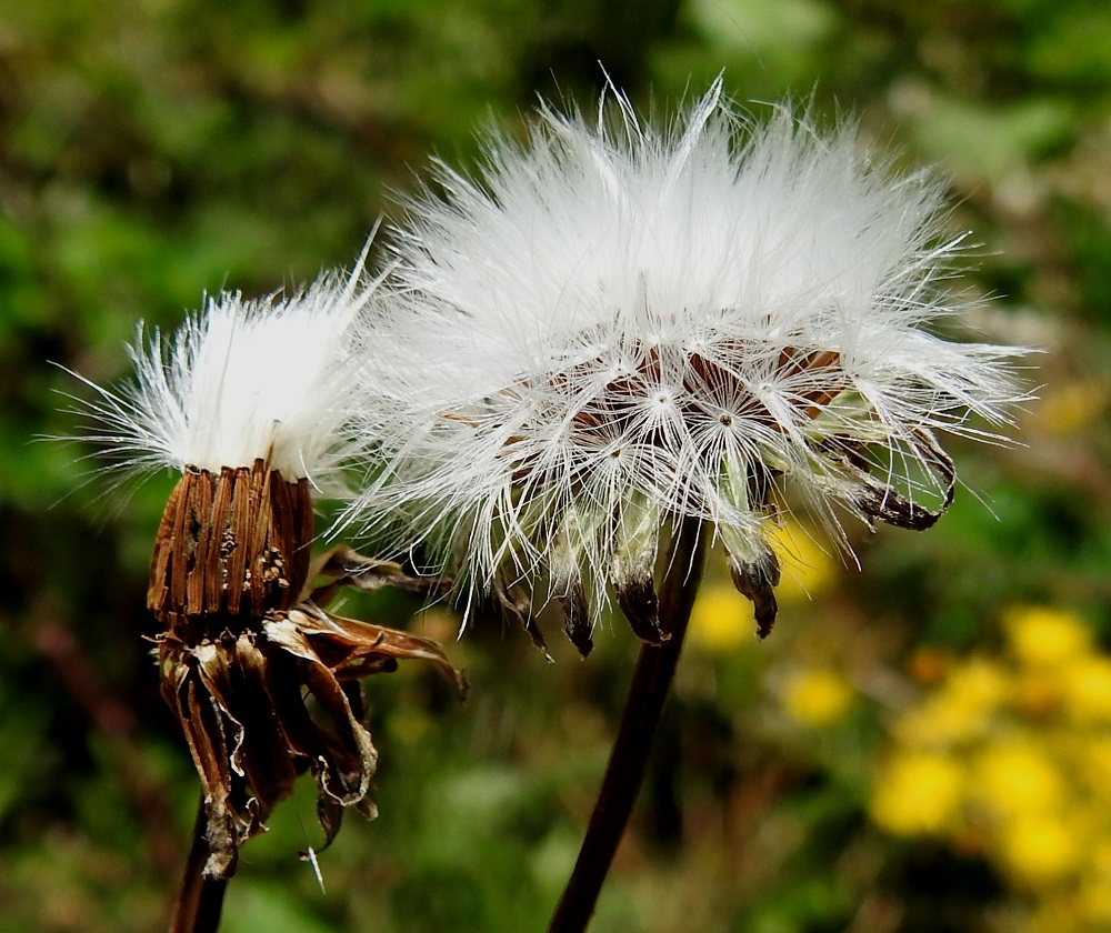 Crepis biennis - piennarkelton hedelmistön kypsyttyä, mykerö avautuu voikukkamaiseksi haiven- ja pähkyläpalloksi. Samalla paljastuu sisempien kehtosuomujen silkkikarvainen sisäpinta. 8.7.2024. Copyright Hannu Kämäräinen.