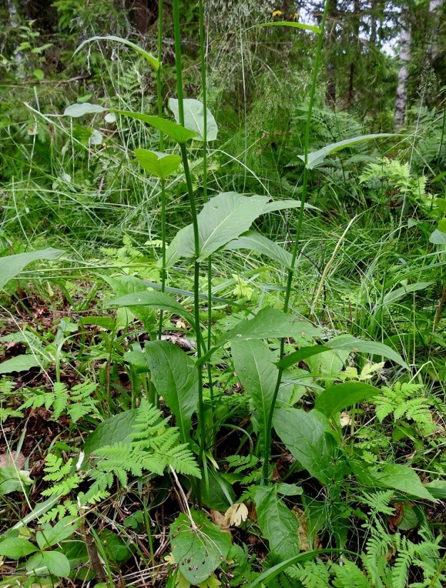 Crepis paludosa - suokelton ruodilliset aluslehdet eivät kuihdu vielä kukintavaiheessakaan. Varsilehdet ovat kierteisesti. Kaikki lehdet ovat ohuet ja päältä vihreät tai tummahkonvihreät. 3.7.2024. Copyright Hannu Kämäräinen.