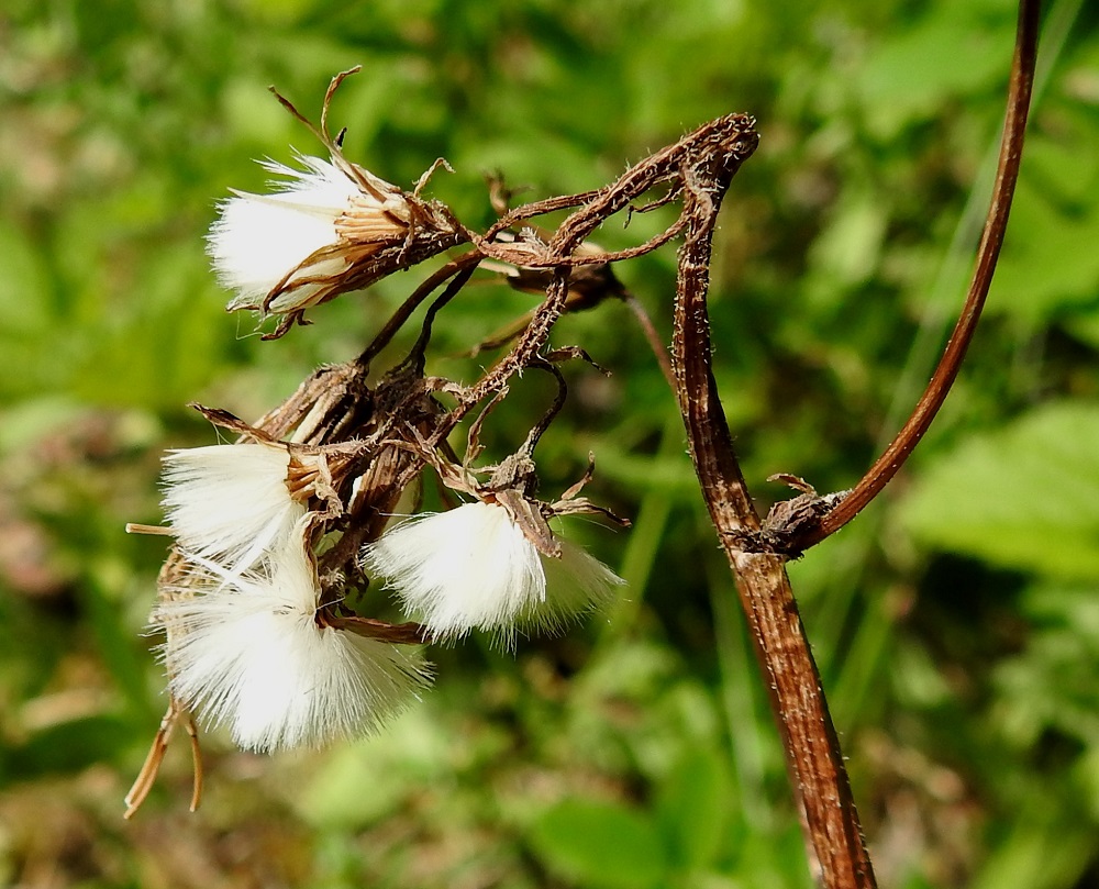 Crepis praemorsa - vanakelton kukinnan jälkeen mykerö painuu suppuun. Hedelmistön kypsyttyä mykerö avautuu haiven- ja pähkyläpaljoudeksi. 10.7.2024. Copyright Hannu Kämäräinen.