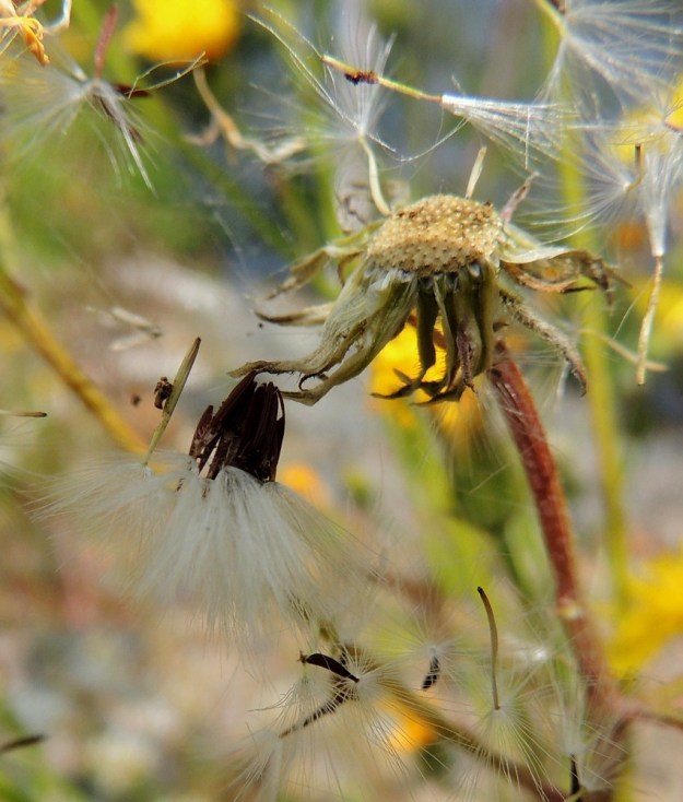 Crepis tectorum subsp. tectorum - kallioketokelton pähkylä on liereä, 10-harjuinen, ruskea ja kalju. Se on tavallisesti noin 3-4 mm pitkä ja noin 0,6-0,8 mm leveä. Kuvassa näkyy myös pähkylänsä luovuttanut, laakea mykeröpohjus. EH, Tampere, Niemi, Näsijärven täyttömaalla peitetty ranta Lentävänniemen venerannan eteläpäässä olevan aallonmurtajaniemekkeen tasalla, 9.7.2014. Copyright Hannu Kämäräinen.