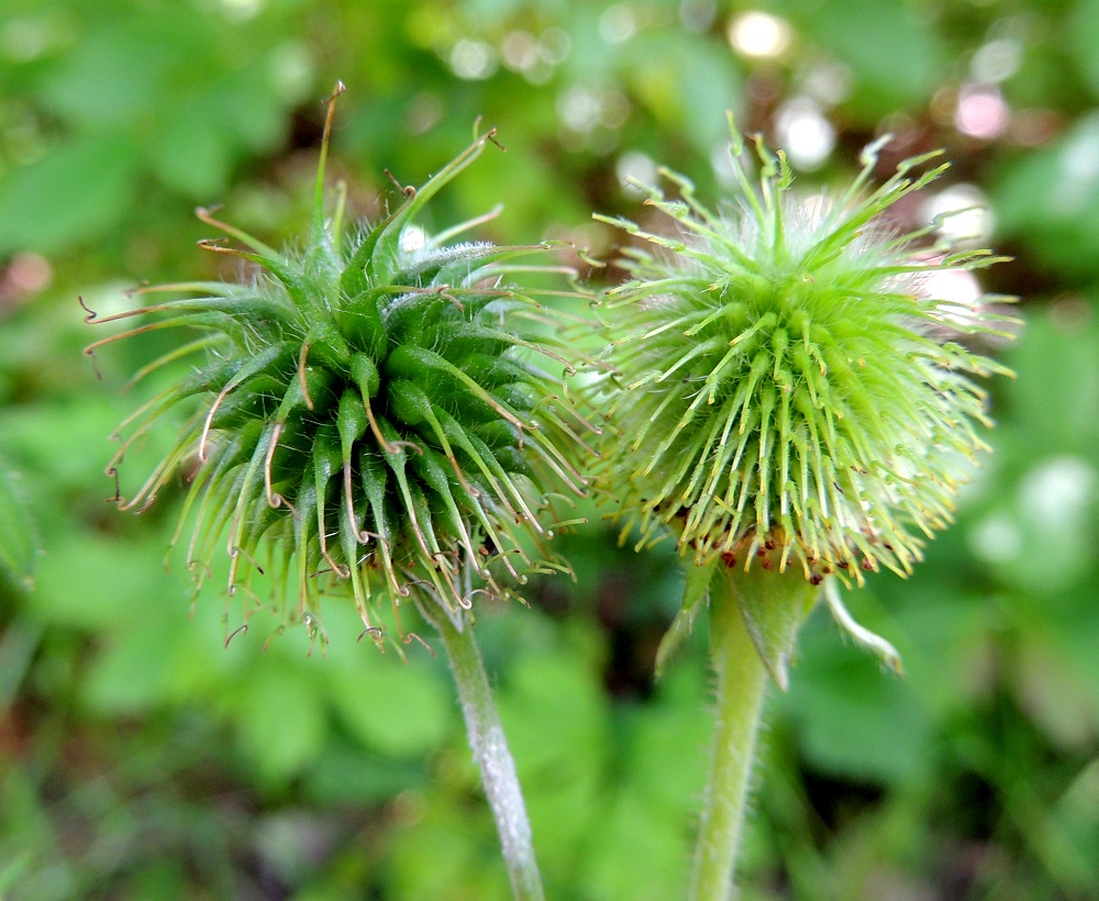 Kyläkellukan, Geum urbanum (vasemmalla) ja idänkellukan, G. aleppicum (oikealla) hedelmistöt on helpompi erottaa toisistaan rinnakkaistarkastelussa, joka on harvoin kasvupaikalla mahdollinen. Jo silmämääräisesti havaitsee, että kyläkellukan pähkylät ovat isommat. Ne ovat noin 3-6 mm pitkät ja noin 1-1,5 mm paksut. Niitä mahtuu hedelmistöön noin 70. Idänkellukan hedelmistössä pähkylöitä on peräti 200-250. Kyläkellukan pähkylässä kiinni oleva emin vartalo on 7-12 mm pitkä ja silmillä havaittavasti kalju. Kuten edellä on todettu, idänkellukan vartalo on vain noin 5-7 mm pitkä ja selvästi karvainen. Tarkin havainnoitsija voi lisäksi huomata, että kyläkellukan vartalon tyviosa on neljä kertaa jo kuihtuvaa kärkiosaa pitempi, kun idänkellukalla tuo suhde on vain kaksinkertainen. U, Kerava, Heikkilä, Heikkilänmäki, kotiseutumuseolle johtavan Museopolun laita, 25.7.2015. Copyright Hannu Kämäräinen.
