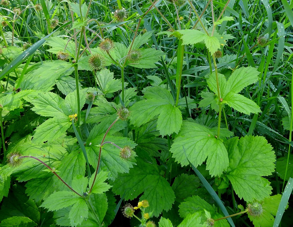 Geum macrophyllum - japaninkellukan kukkaperä pitenee hedelmävaiheessa jopa 70 mm pitkäksi. Laji on lehtevin Suomessa tavattavista kellukoista. 7.7.2023. Copyright Hannu Kämäräinen.