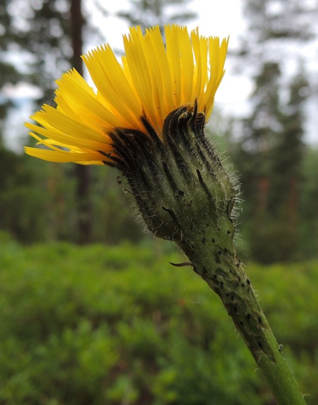 Hypochaeris maculata - (harju)häränsilmän mykerön uloimman kerroksen muodostavat pienet, kapeat ylälehdet eli kehtosuomut, jotka ympäröivät limittäisen tiiviinä suojuksena varsinaista kukintoa. Ne ovat suikean ja hyvin kapean kolmiomaiset, vaalean karheakarvaiset, tummanvihreät sekä kärkiosastaan yleensä mustat tai mustahkot. Kärkiosaa kiertää lyhyt-, vaalea- ja kähäräripsinen reunus. Uloimmat kehtosuomut ovat tavallisesti noin 6-12 mm pitkät ja sisemmät noin 15-20 mm pitkät. Suomut ovat leveimmältä kohtaa yleensä noin 1,5-3 mm leveät. Varsissa ja mykeröiden alla on muutamia pieniä, suomumaisia lehtiä, jotka ovat yleisimmin tummia, hyvin kapeansuikeita ja teräväkärkisiä sekä noin 2-7 mm pitkiä. EH, Pälkäne, keskustan luoteispuoli, Syrjänharju, harjun lakialue vesitornin luoteispuolella, 25.6.2013. Copyright Hannu Kämäräinen.
