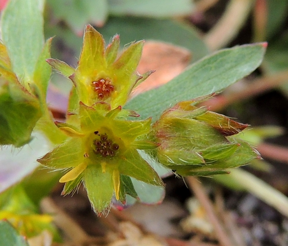 Sibbaldia procumbens - tunturinärvänän verholehdet ovat pitkän myötäkarvaiset. Hedelmistö muodostuu kukkapohjuksen pinnalle kehittyvistä pähkylöistä, jotka ovat pyöreähköt, ruskeat, kiiltävät ja läpimitaltaan noin 1-1,5 mm. Ne leviävät mm. tuulen ja rinnettä valuvan veden mukana uusille kasvupaikoille. EnL, Enontekiö, Kilpisjärvi, Saana, Saanan lakialuepaljakka, 1 015 m mpy, 17.7.2013. Copyright Hannu Kämäräinen.