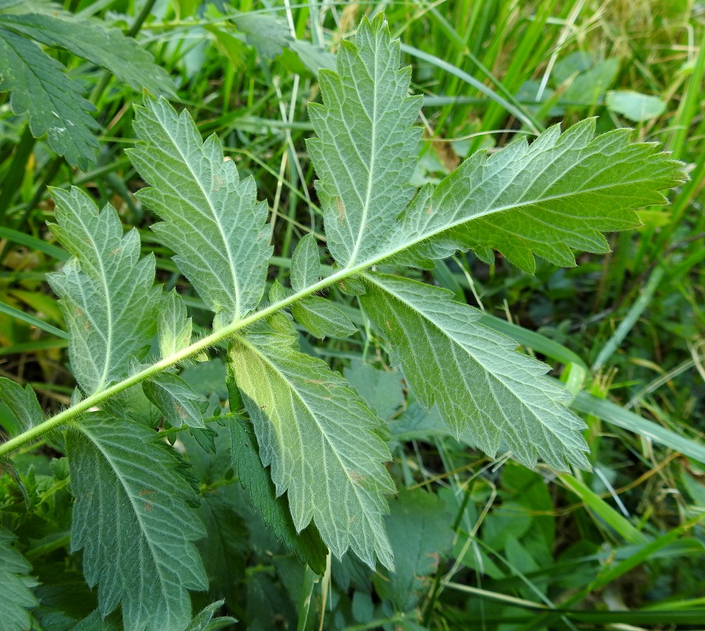 Agrimonia eupatoria - maarianverijuuren lehtien ruoti ja keskiranka ovat siirottavakarvaiset. Lehdykät ovat alapuolelta harmaanvihreät. 10.7.2022. Copyright Hannu Kämäräinen.