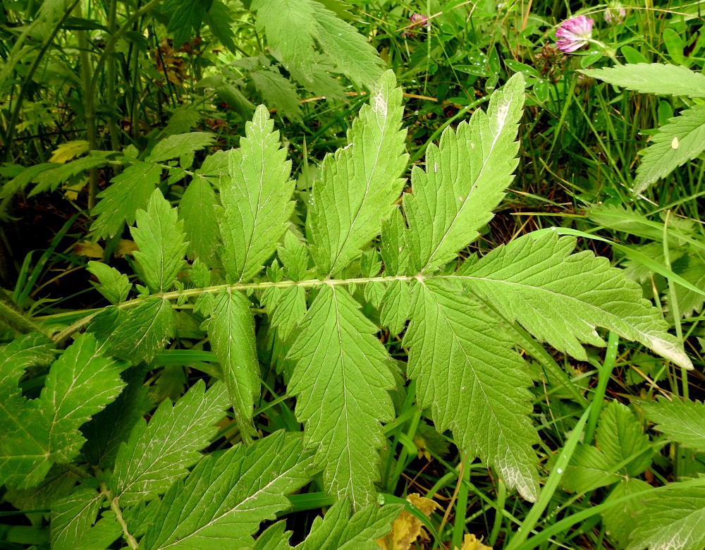 Agrimonia procera - tuoksuverijuuren lehtiruoti on yleensä noin 1-10 cm pitkä Kärkilehdykän muoto ja koko eivät yleensä poikkea sen alapuolisesta lehdykkäparista. Lehdykät ovat soikeat tai puikeat ja ylemmissä lehdissä myös leveän suikeahkot sekä laidoiltaan tyveen saakka isohampaiset. Ne ovat molemmin puolin vihreät ja päältä pinnanmyötäisesti lyhytkarvaiset (karvat näkyvät parhaiten luupilla katsottaessa). Kooltaan ne ovat lavan alimpia lehdyköitä lukuun ottamatta tavallisesti noin 3-10 cm pitkät ja leveimmältä kohtaa noin 1,5-4 cm leveät. 12.7.2017. Copyright Hannu Kämäräinen.